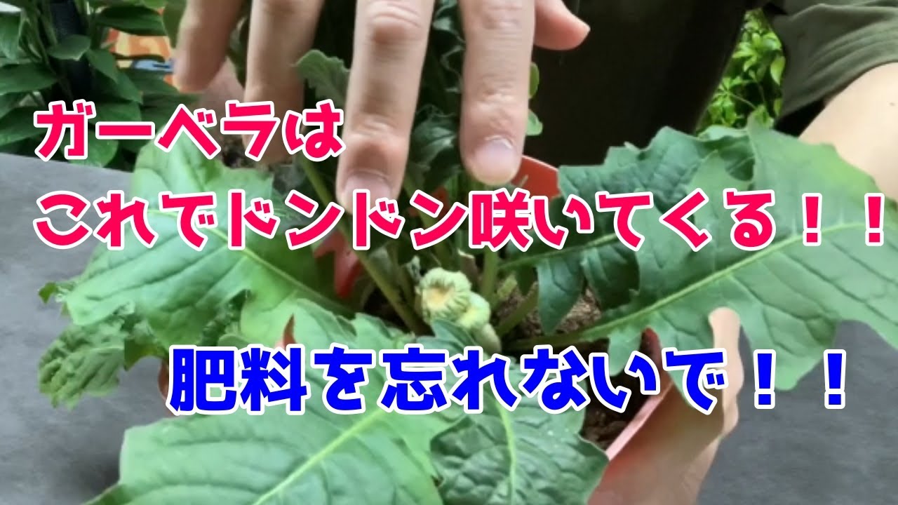 【ガーベラの育て方🌼】花が終わったらどうする？！花がら摘みって手でやるの難しいよね・・