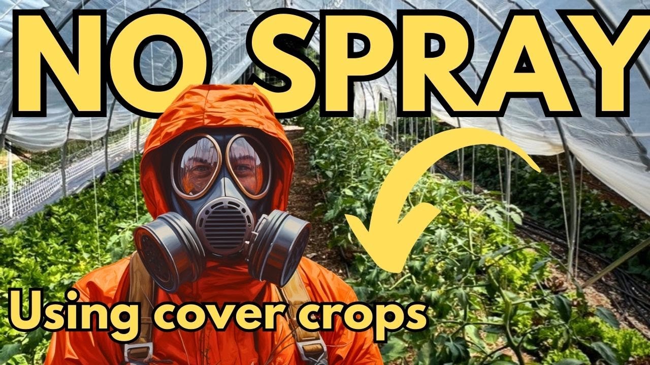 BIOFUMIGATE YOUR HIGH TUNNEL WITH MUSTARD COVER CROPS - NO TILL METHOD!