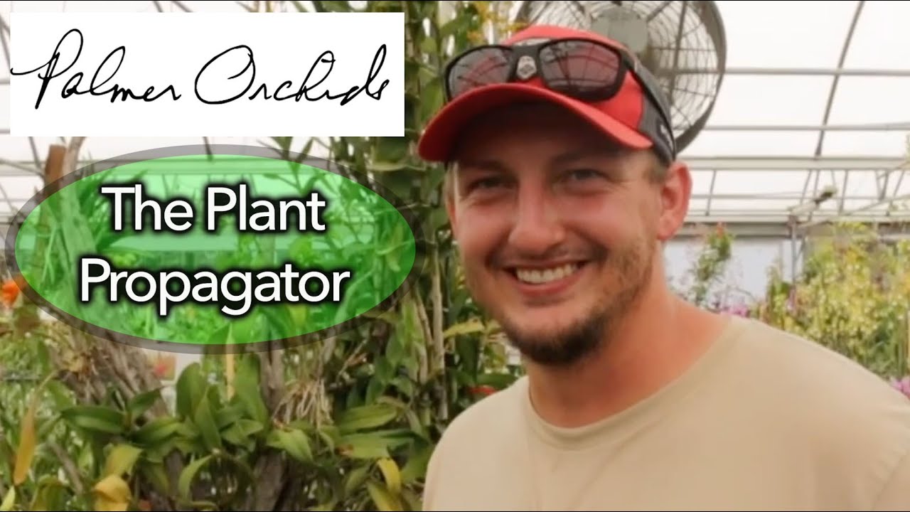 Meet Tristan of Palmer Orchids!