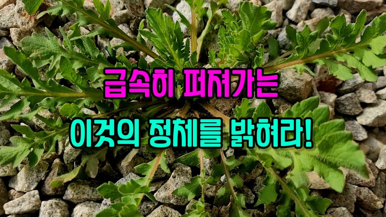 마당에서 밭으로 들판으로, 급속히 확산해 가는, 이 식물의 정체를 밝혀라!