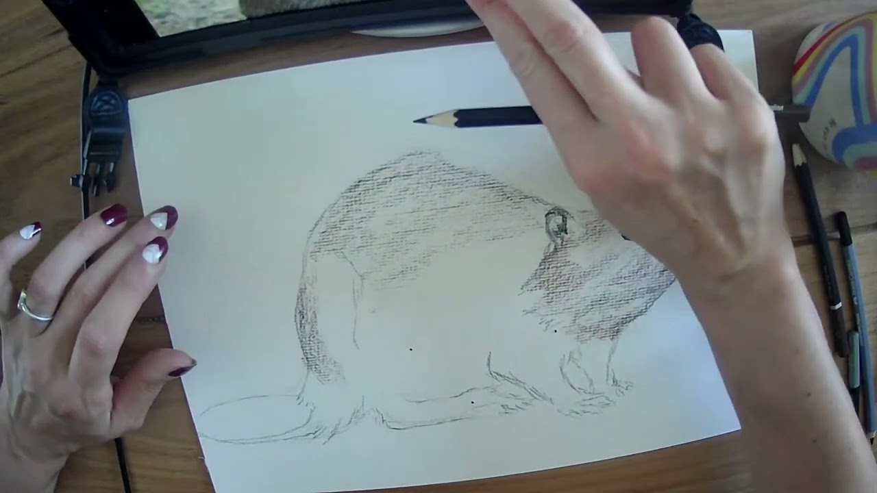 Drawalong with Pip - RODENTS - Beaver