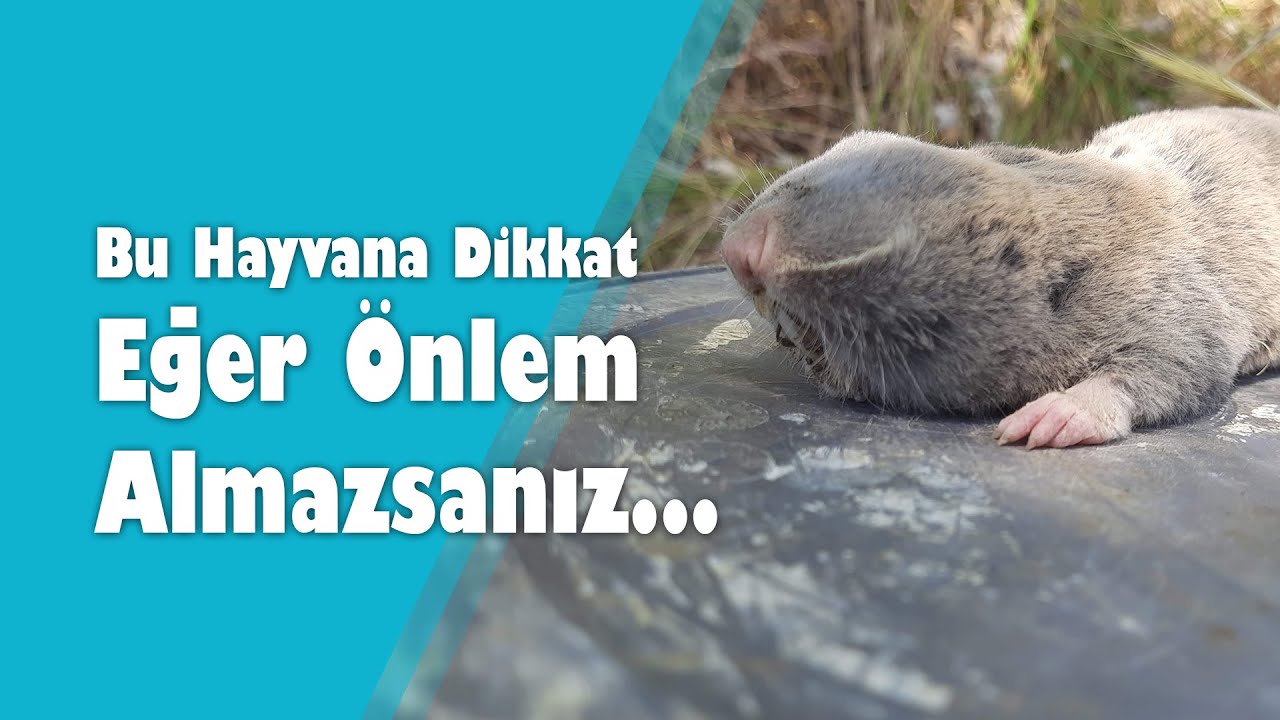 Bu Hayvana Dikkat, Eğer Önlem Almazsanız...