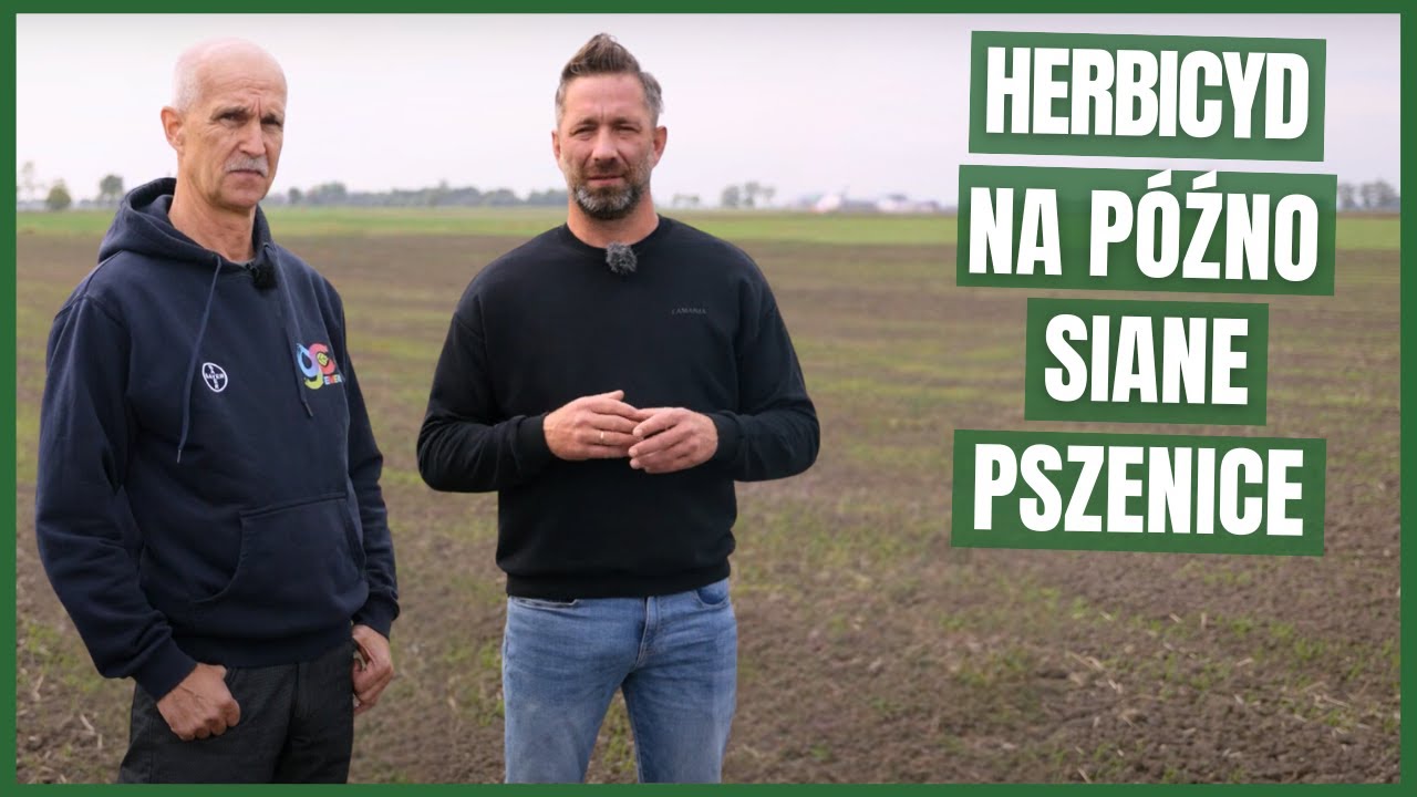 Bacara Trio – właściwy herbicyd na poźno siane pszenice