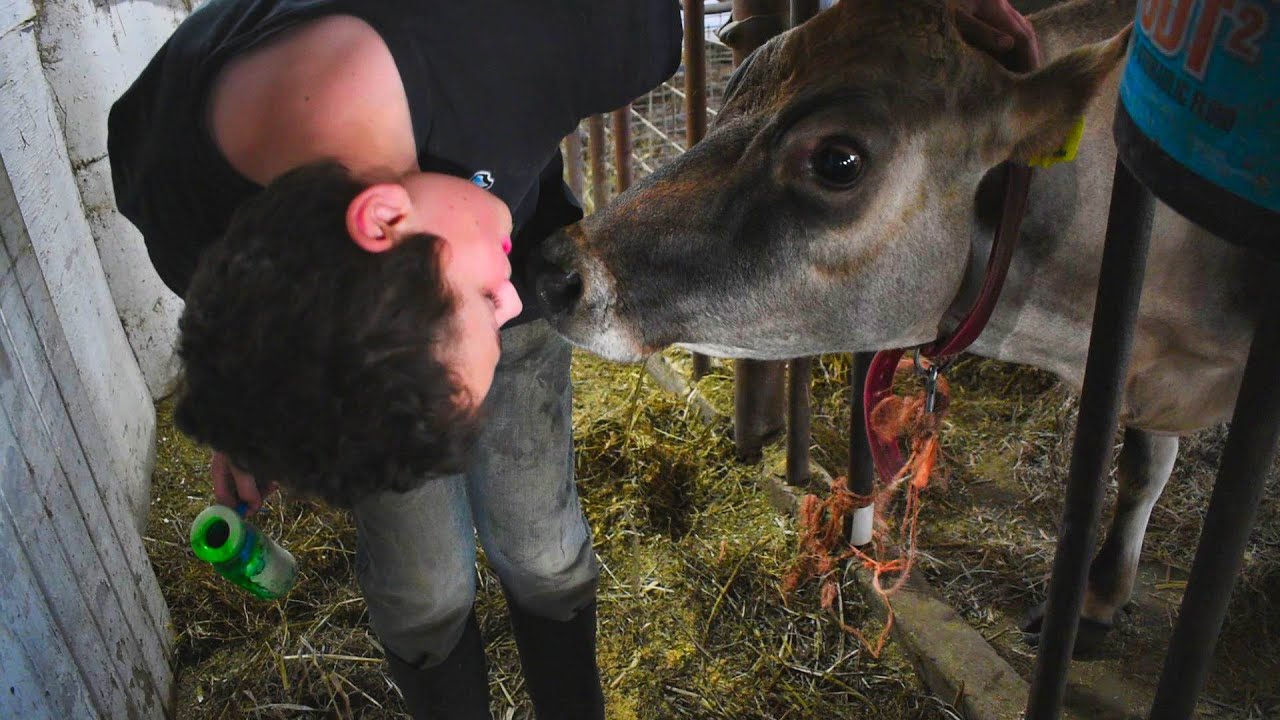 Milking Jersey cows on a small, family-owned dairy farm