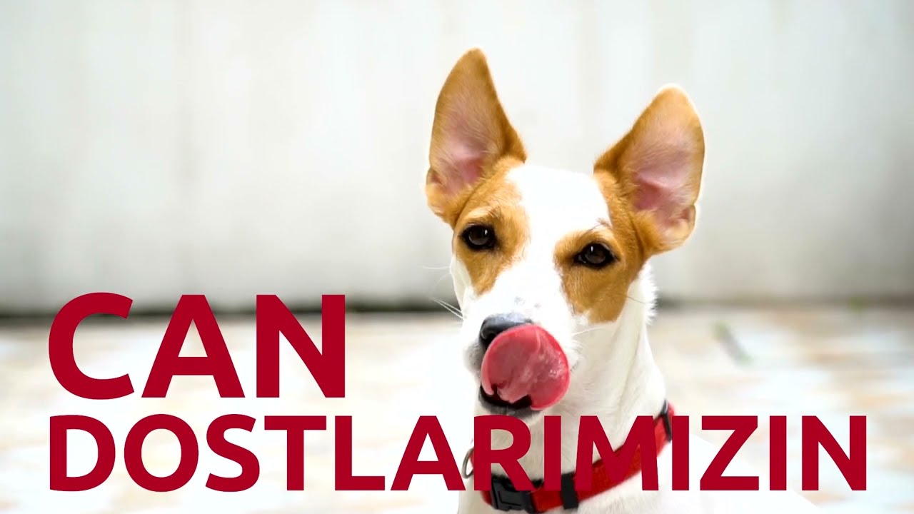 Biri Var! Tanıtım Filmi | Lider Pet Food