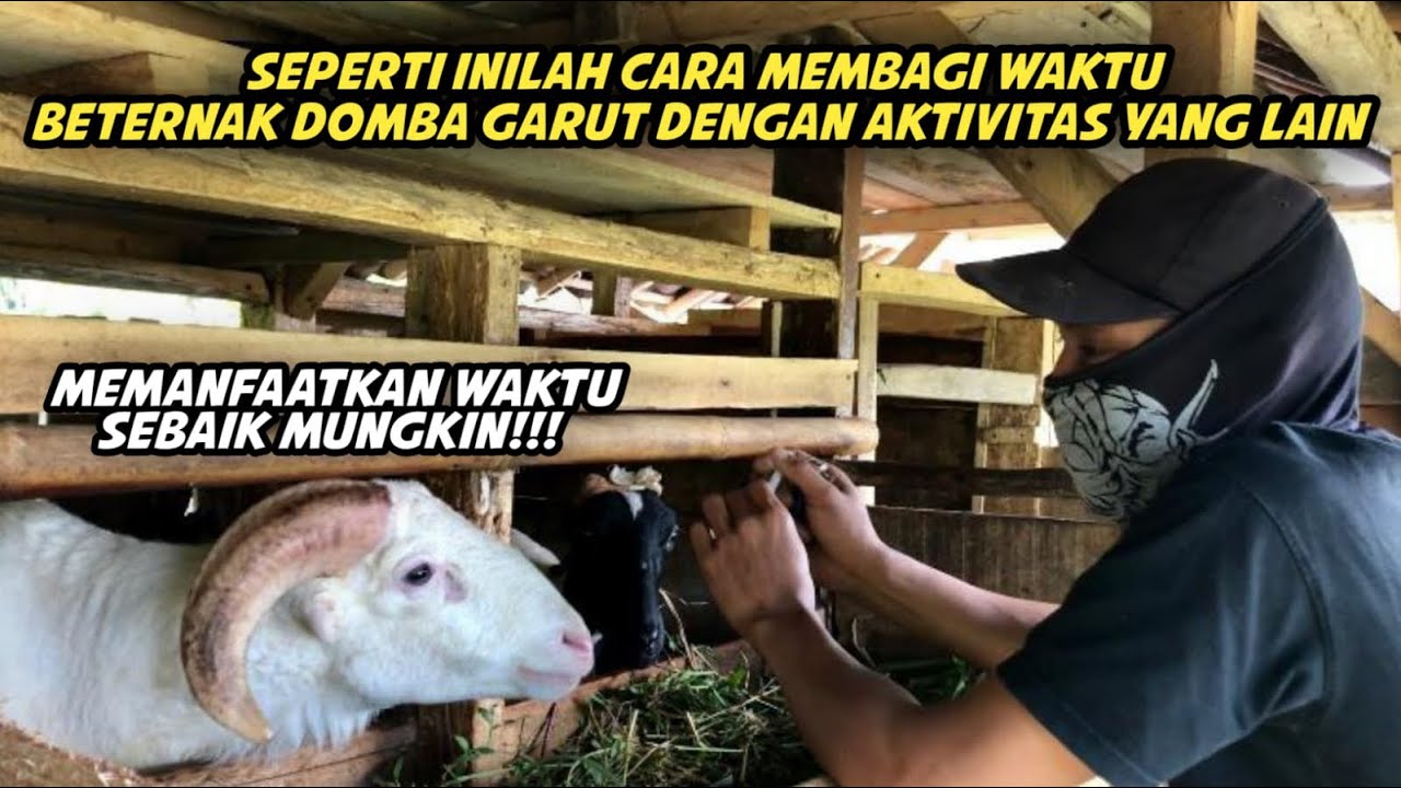 SELAIN BETERNAK DOMBA GARUT SI AKANG INIPUN MENGAJAR AN4K - AN4K MENGAJI || CARA MEMBAGI WAKTUNYA