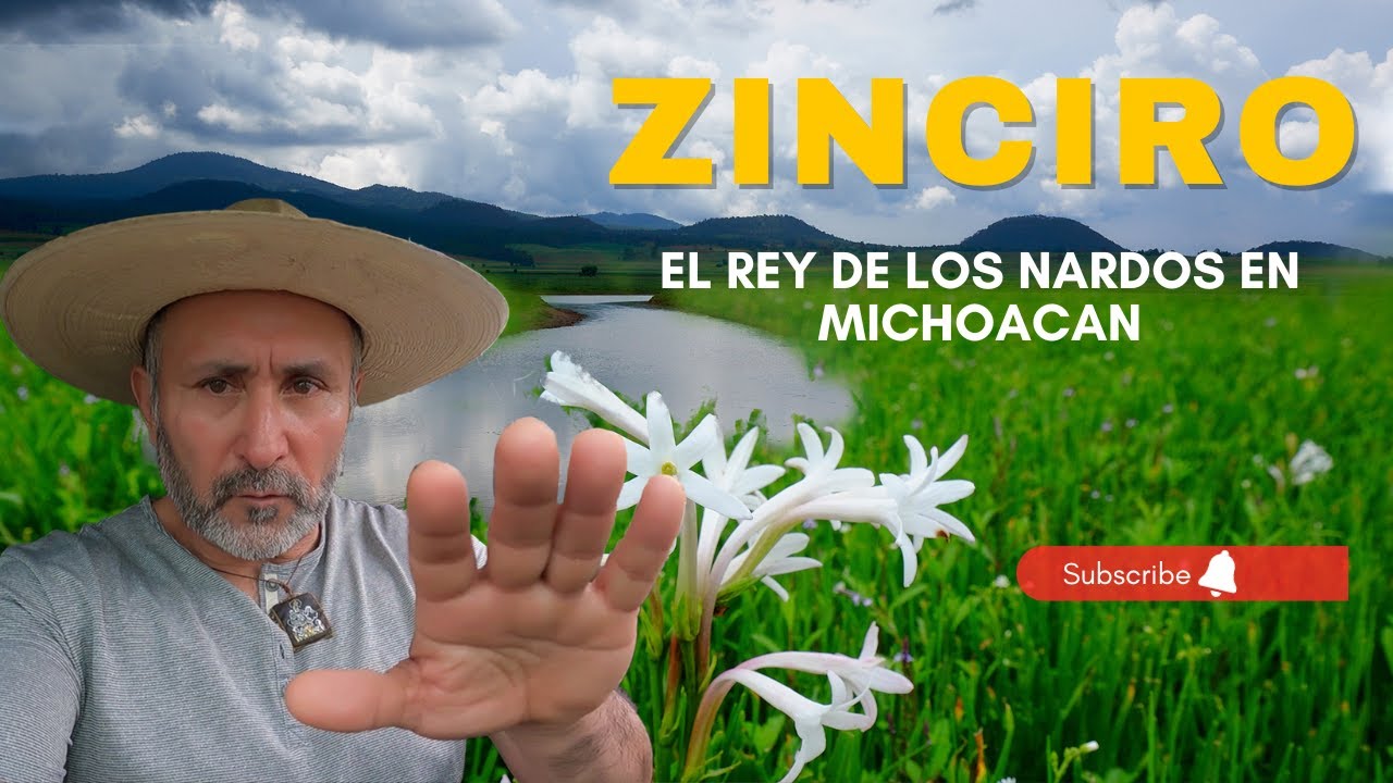 Zinciro el REY de los NARDOS en Michoacan