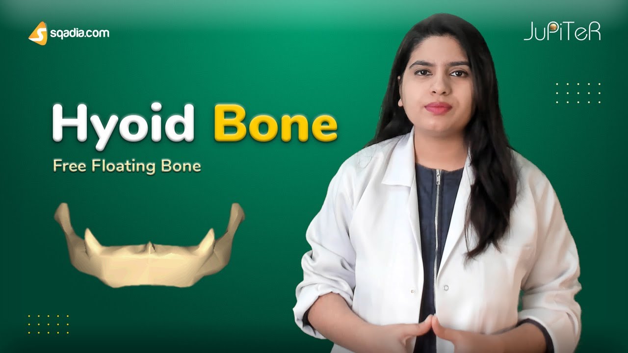 Hyoid Bone Anatomy | Muscle Attachments, Movements, Functions | V-Learning&trade;