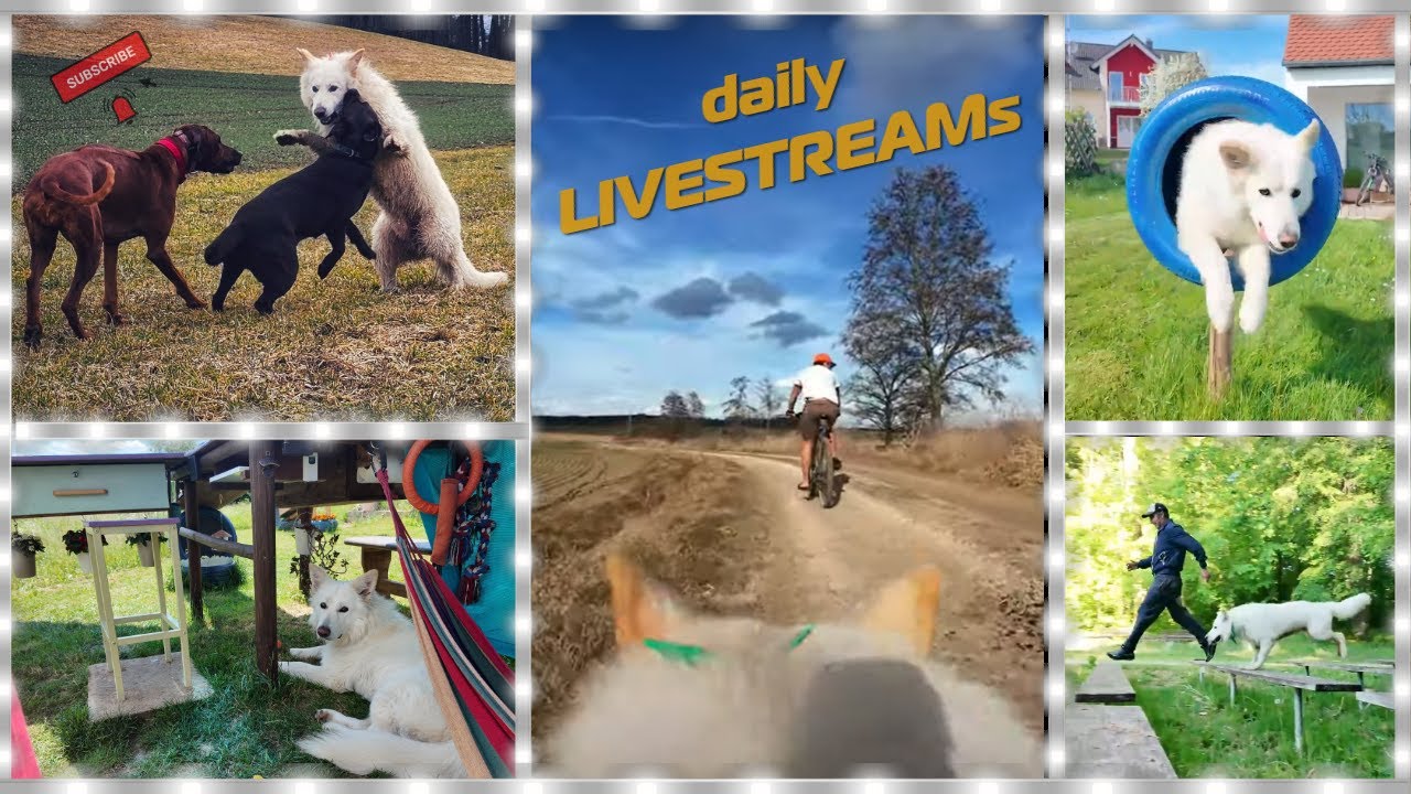 Guten Morgen! Der frühe Stream fängt die Frische! 📹❄️🐾