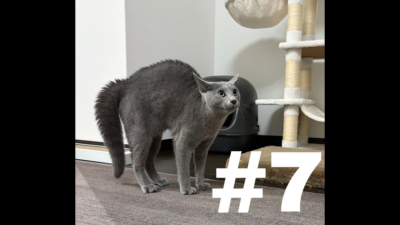 うちのロシアンブルー。名前は「なぎ」＃７　やんのかシリーズ！
