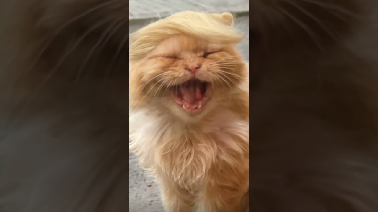 Cookie😸 singt Mal wieder🤪🎶  #daftpunk #cat #cookie #fun
