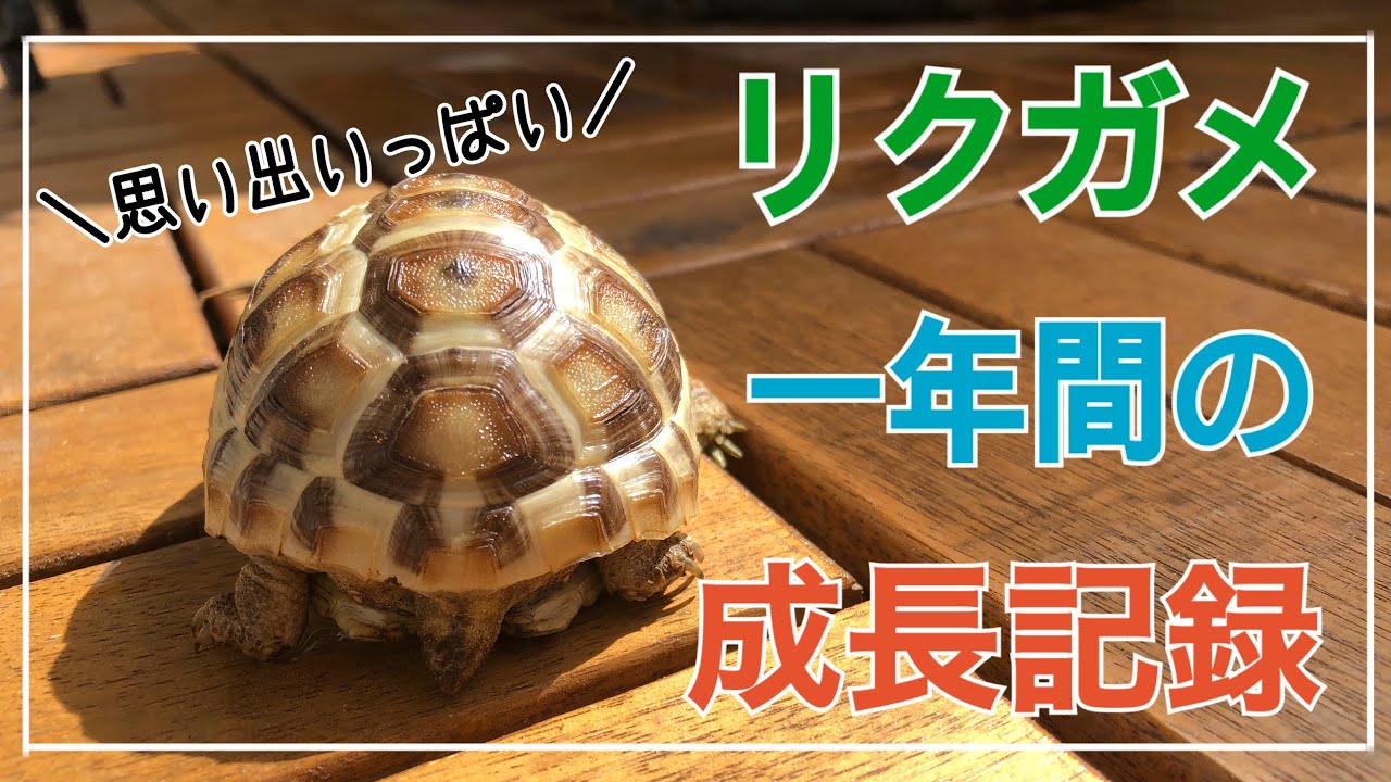 ギリシャリクガメベビーかめっこの１年間の成長記録♪