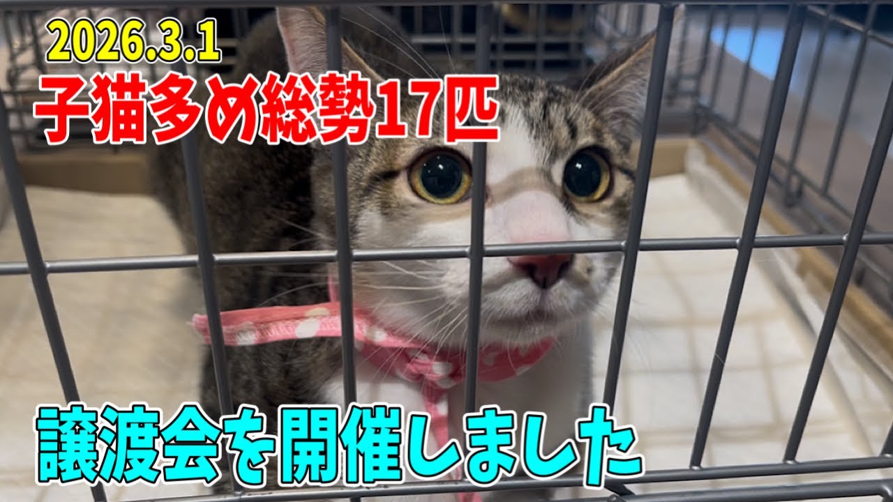 総勢17匹出場！譲渡会を開催しました