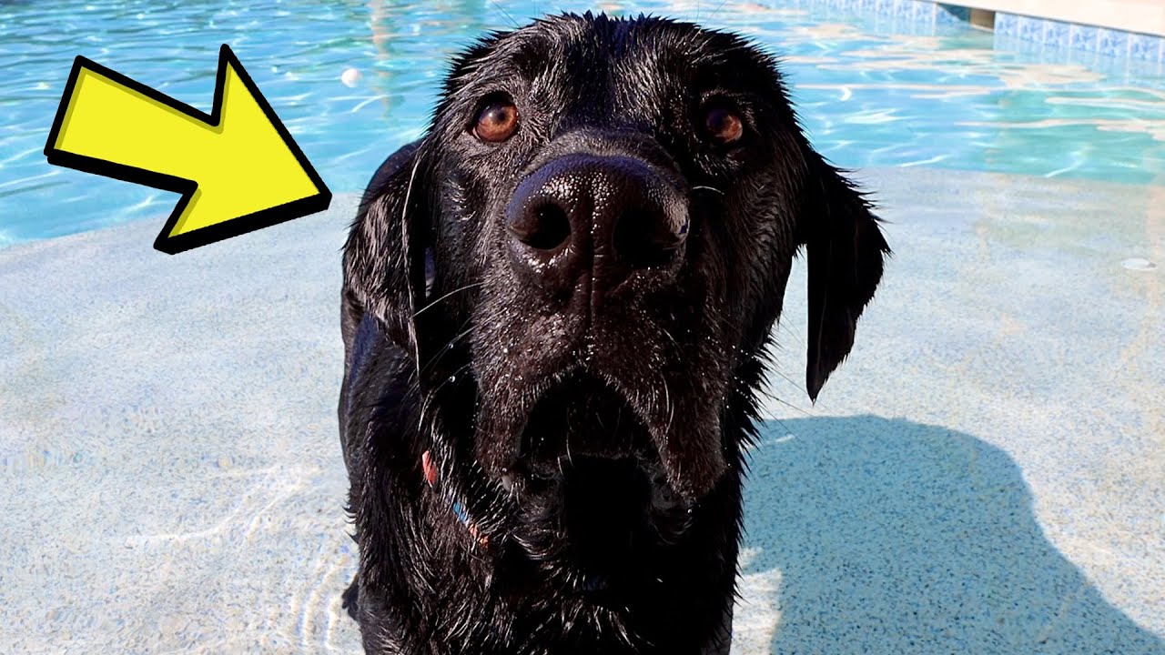 LABRADOR&rsquo;S FIRST POOL DAY OF THE SUMMER!!