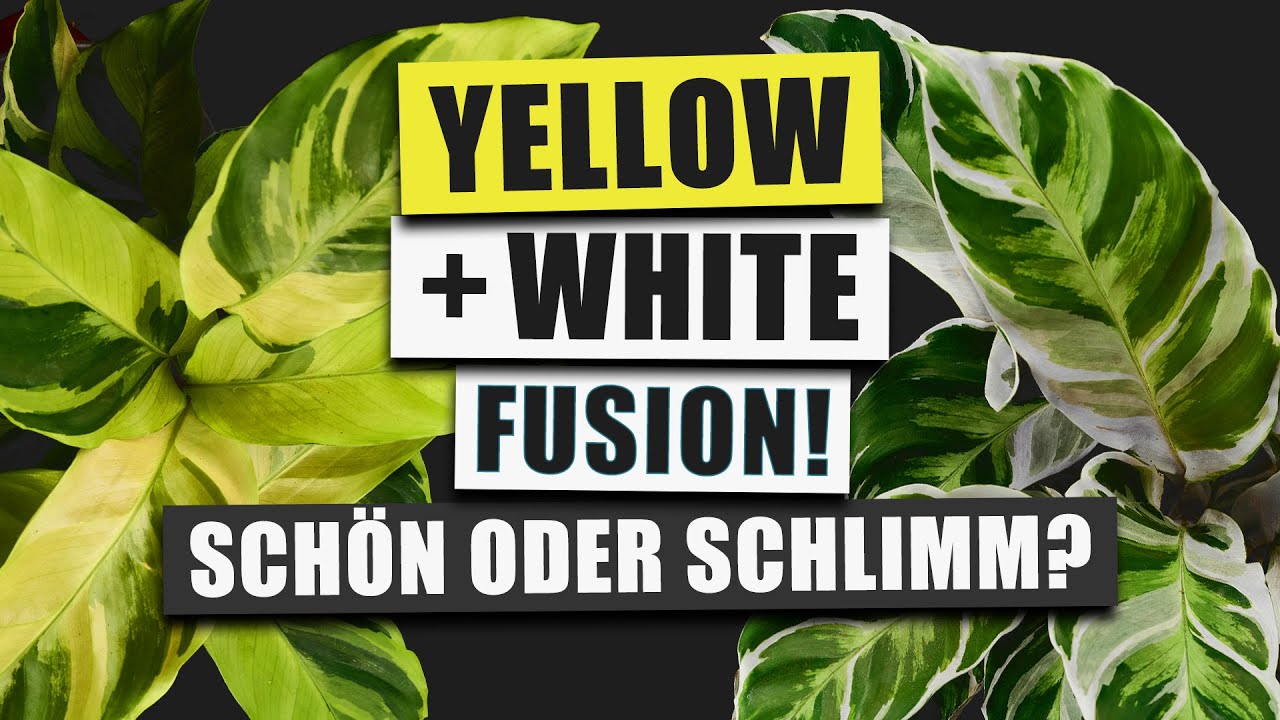 Calathea White Fusion & Yellow Fusion - Eine Hassliebe | Pflanzen-Portrait