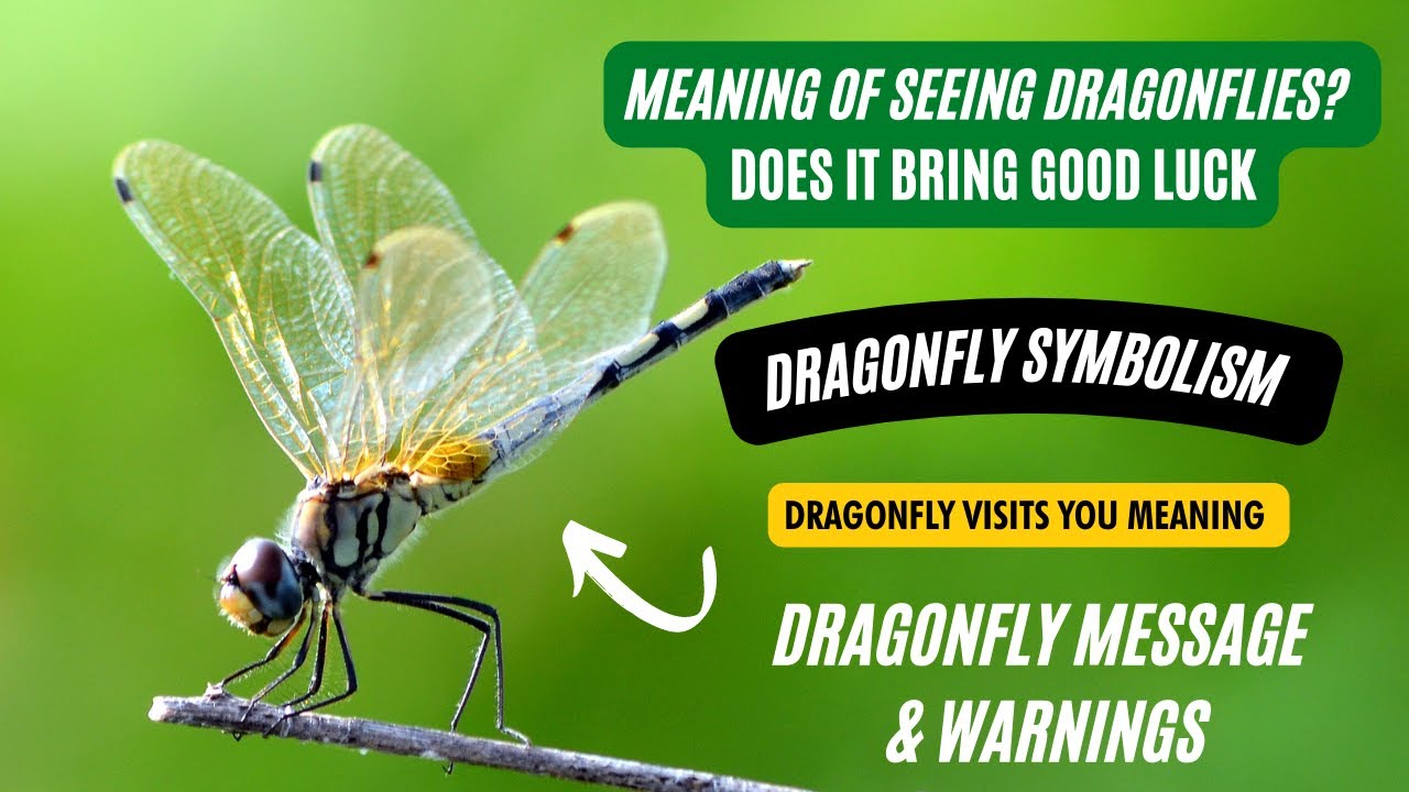 Dragonfly Symbolism In Feng Shui: How To Use and Place It | Is Seeing Dragonfly Brings Good Luck?