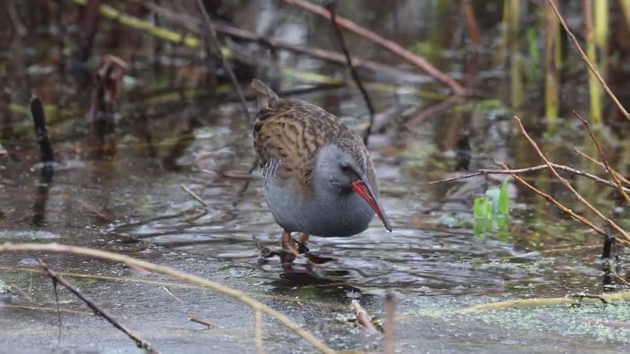 Water Rail (Adult)