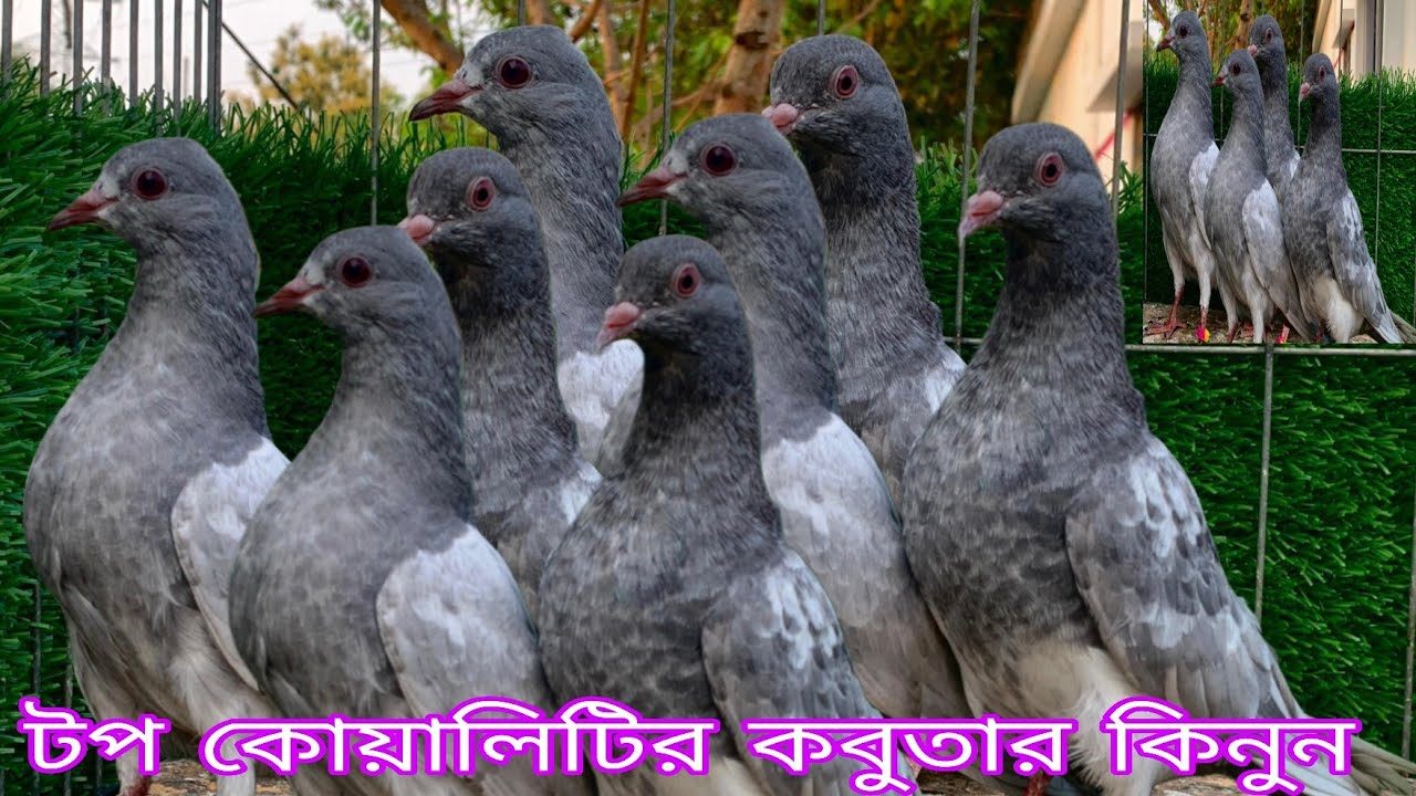 আপনি কি  কম দাম এ পাকিস্তানি কবুতার কিনবেন তাহলে আজকে আজকে ভিডিও টা আপনার জন্য গেরান্টি সহকারে ফ্লাই