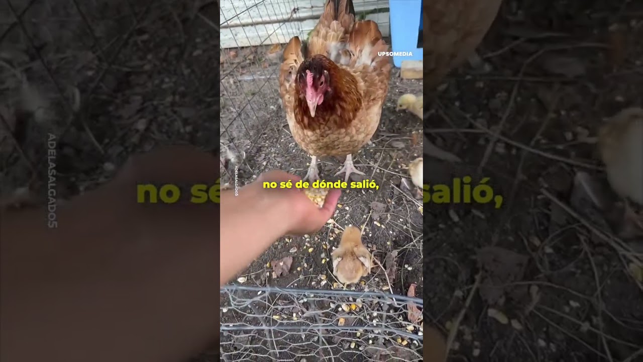 Mam&aacute; gallina tiene un hijo adoptivo  | Upscol #shorts