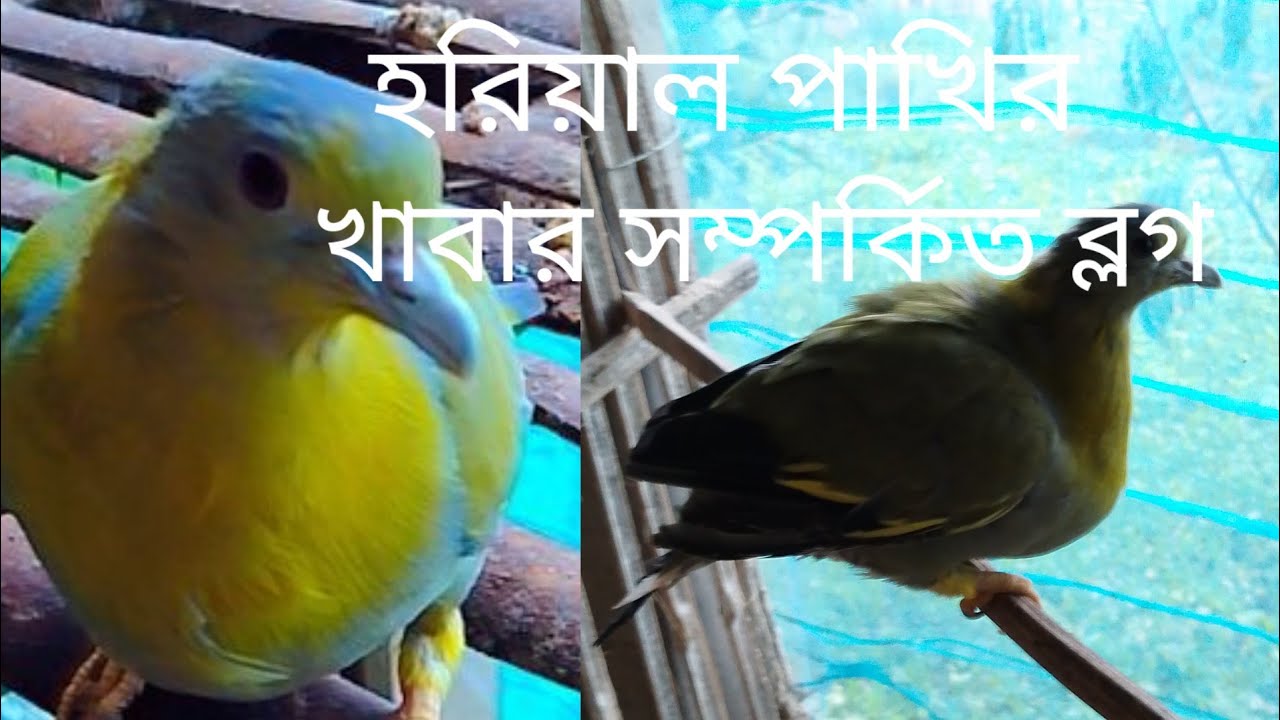 হরিয়াল পাখির ব্লগ হরিয়াল পাখির সাধারণত কি খাবার খাঁচা আটকে পারলে খাওয়াতে হয় সেগুলো নিয়েই 🐇🦆🐓🐦