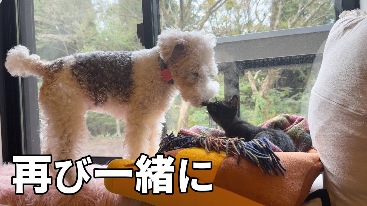 旅から帰ってきても懐いたままな子猫達。また一緒に暮らし始めます［森の中の家でひとりと犬猫暮らし］