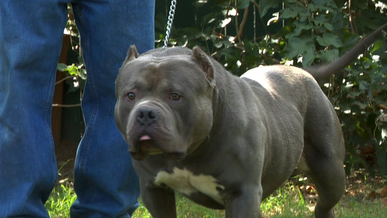 AMERICAN BULLY DOG - ICHIBAN