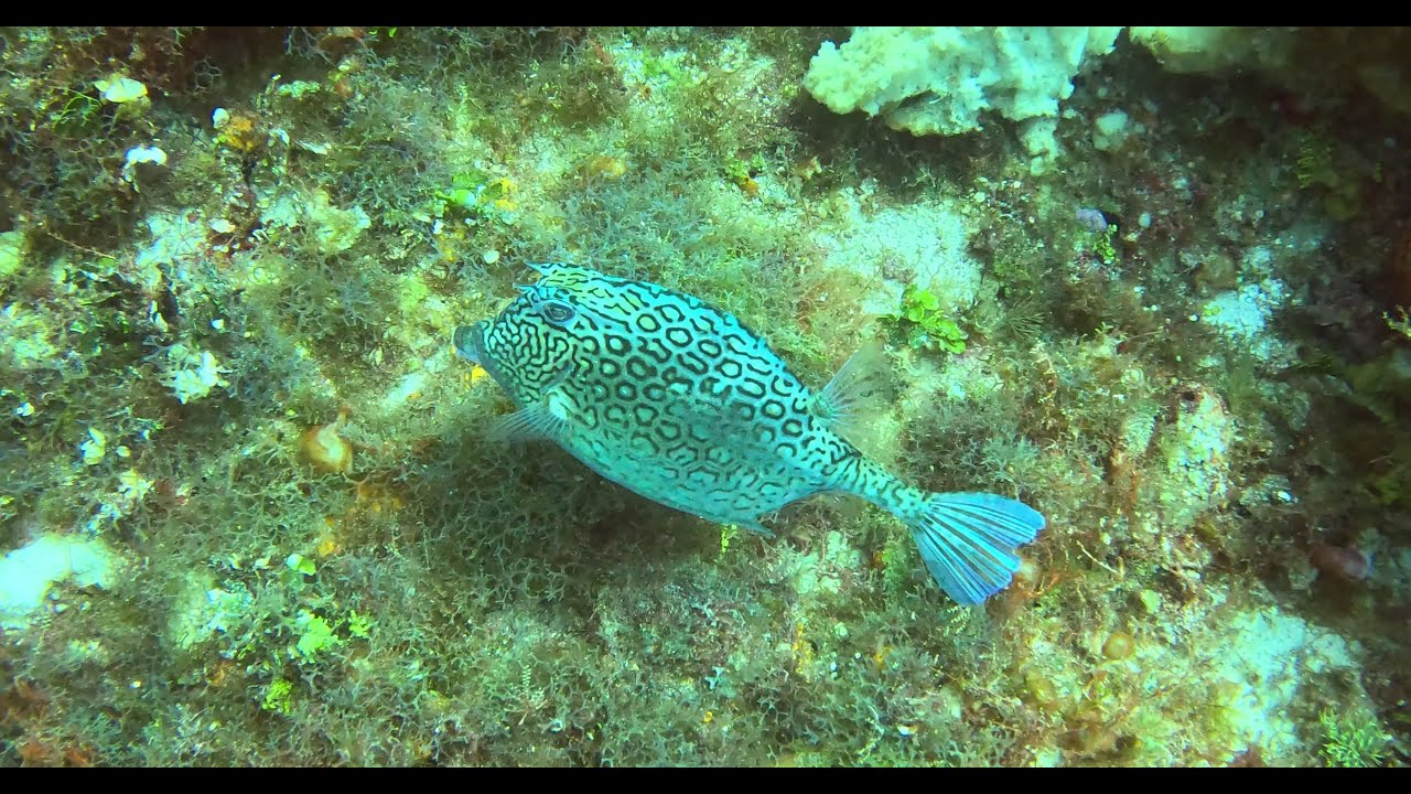 Cozumel, Mexico Dec 2023