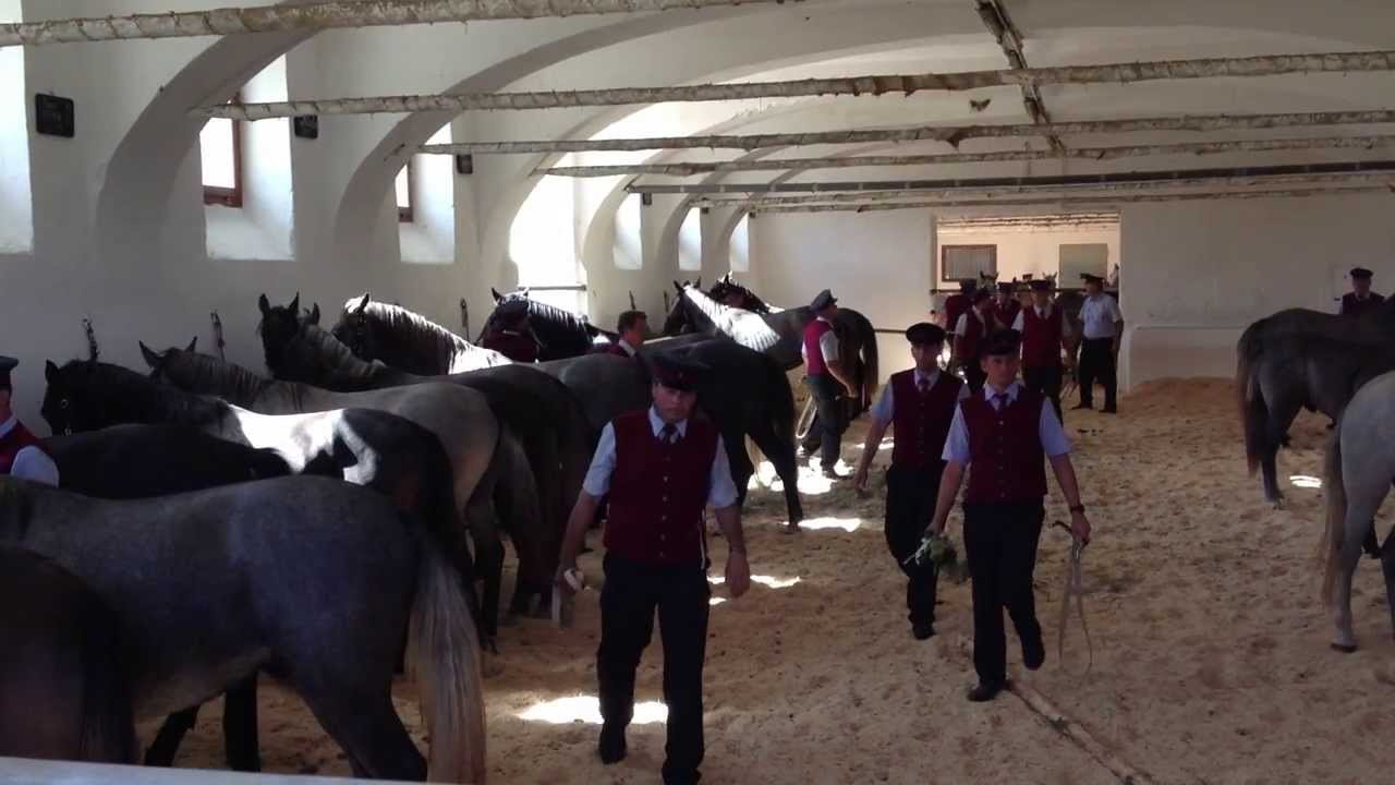 Piber Stud Farm - Stallions free in their open stable together