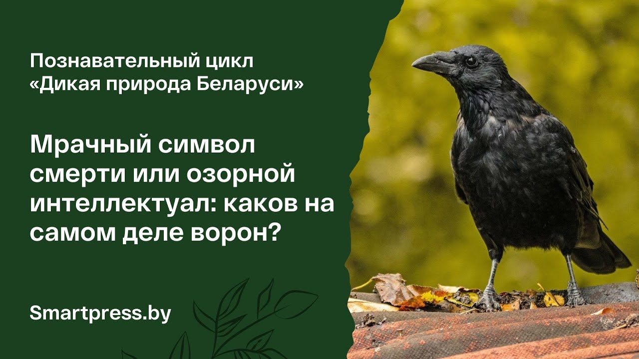 Его интеллект сравнивают с человеческим. Как жизнь “по уму” помогает воронам в природе?