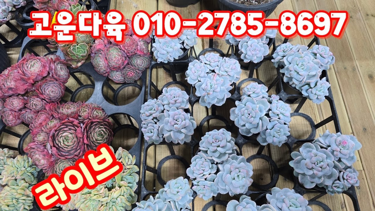 💥[2월 10일 라이브]고운다육 010-2785-8697(카드가능)예쁜군생 심쿵~♡
