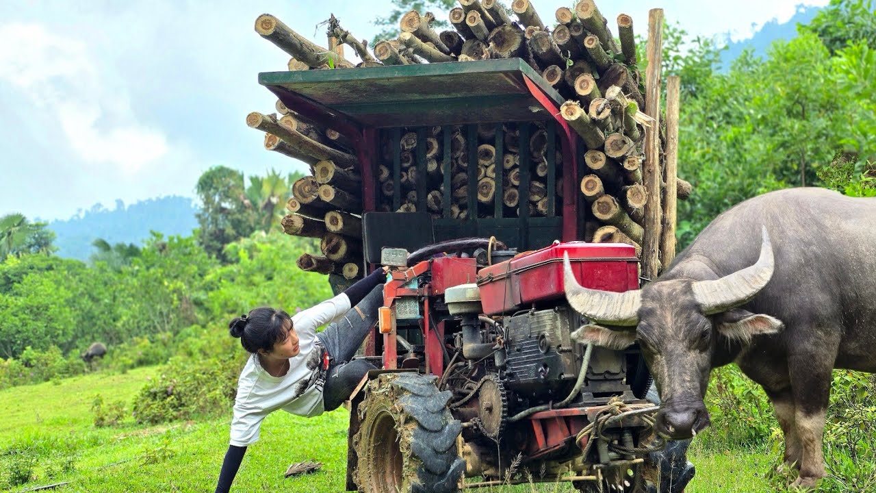 girl driving agricultural vehicle carrying wood full of hardship#agricultural #woodtruck#congnong
