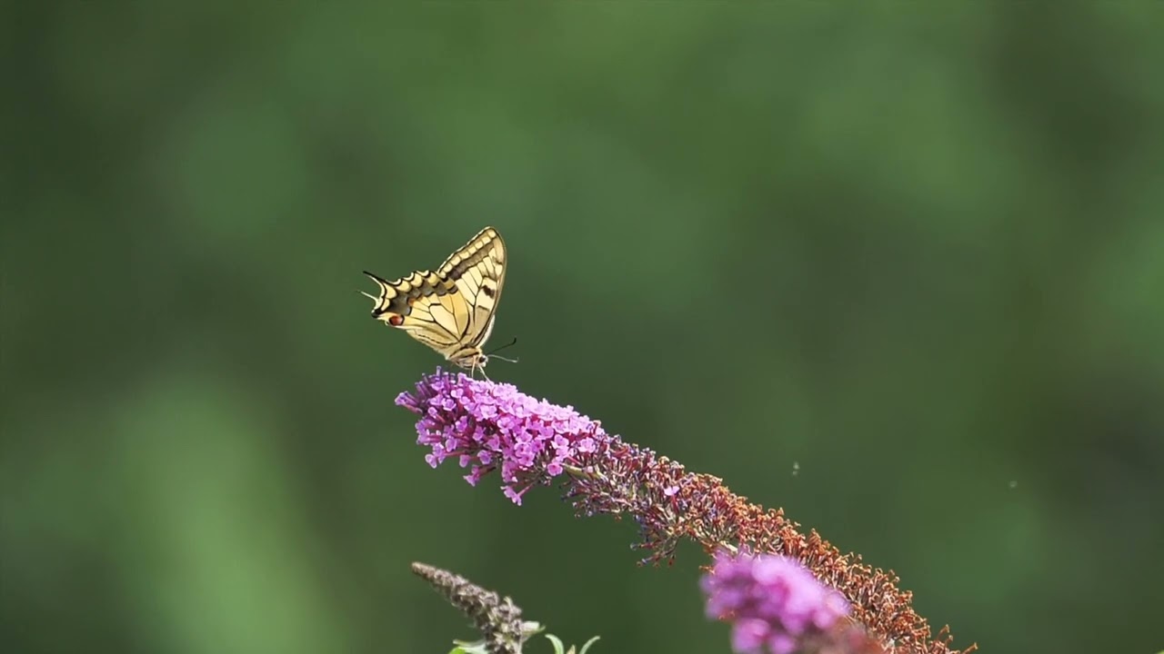 4K HD Stock Video |Butterfly|Nature|Beauty @FreeDocumentaryNature @IndianStockVideosK9 @dan201