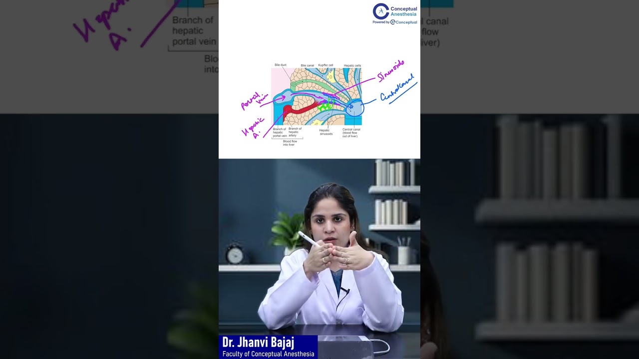 Blood Flow Inside the Liver &ndash; Portal Triad Explained | Dr. Jhanvi Bajaj | Anesthesia Residency