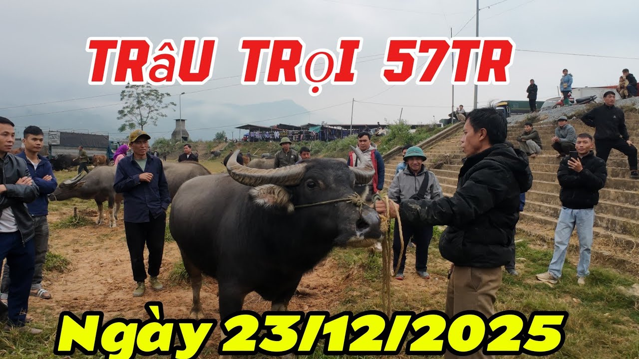 KHÁM PHÁ CHỢ TRÂU CHƯA TỪNG CÓ CHỢ TRÂU CỐC LY - BẮC HÀ