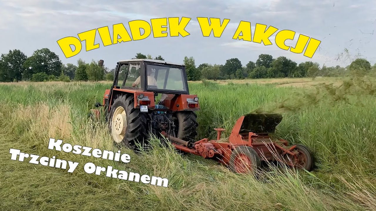 Czerwony Orkan z nowymi nożami tnie 2 metrową trzcinę | Ursus c-385 | Czerwony Bizon | Orkan 2