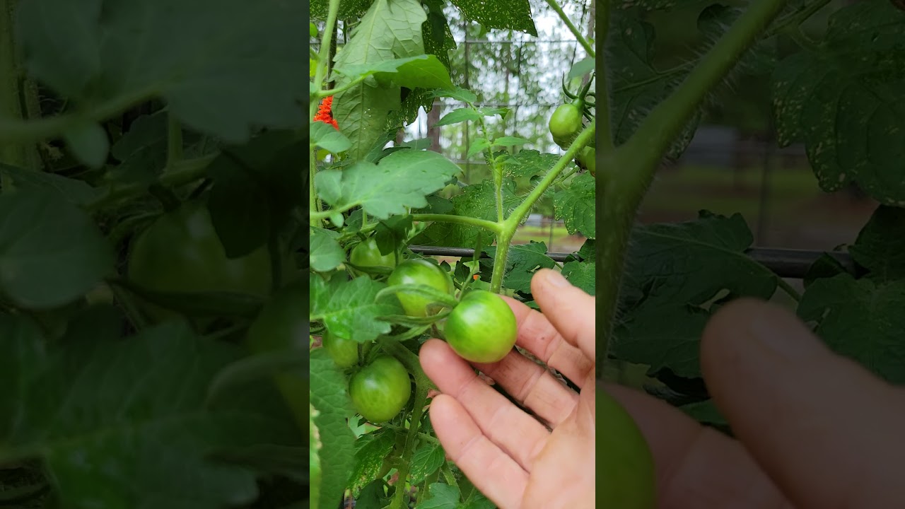 Garden Tour June 2021