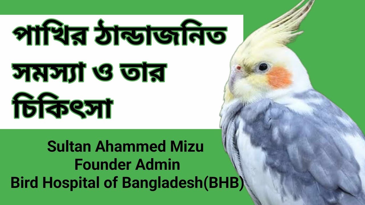 পাখির ঠান্ডাজনিত সমস্যা ও তার চিকিৎসা I Bird Cold Symptoms and Treatment | Bird Cold Problem I