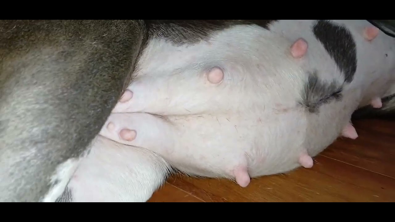  4 WEEKS PREGNANT PITBULL#fyp#doglover #dogpregnancy #pitbull #everywhere #TheDodo #DodoVideos