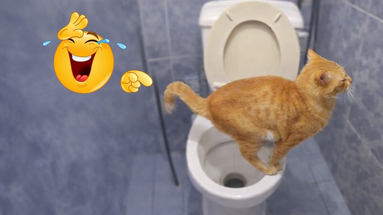 Funniest Cats Doing Crazy Things Ever