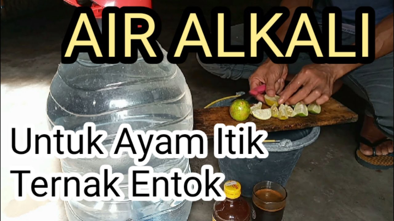 Cara Buat Air Alkali Untuk Ayam Itik Entok