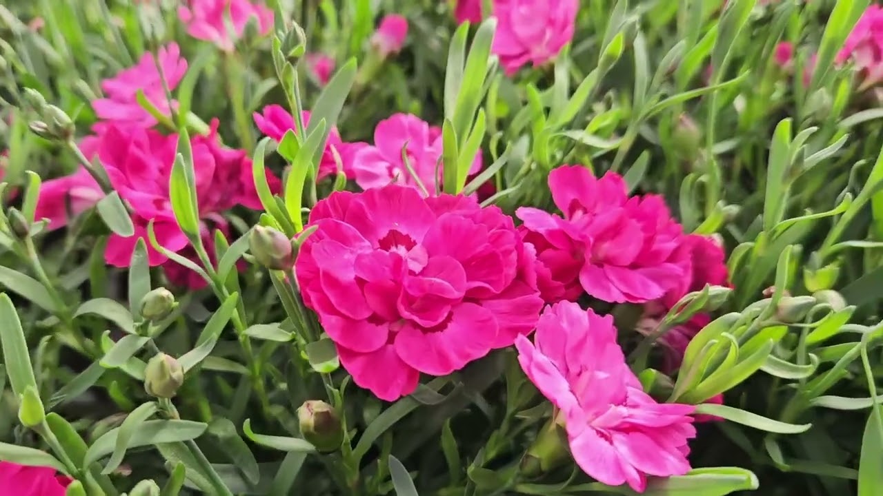 Les Dianthus... Les oeillets pour fleurir le printemps !