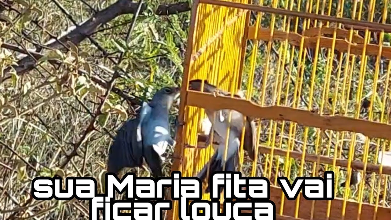 isso vai fazer sua Maria fita ficar louca
