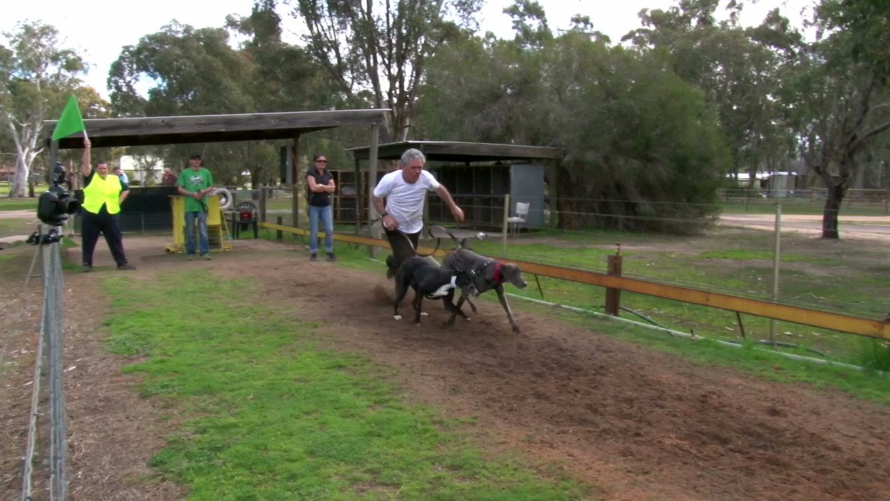 VIDEO: Catch on to Coursing