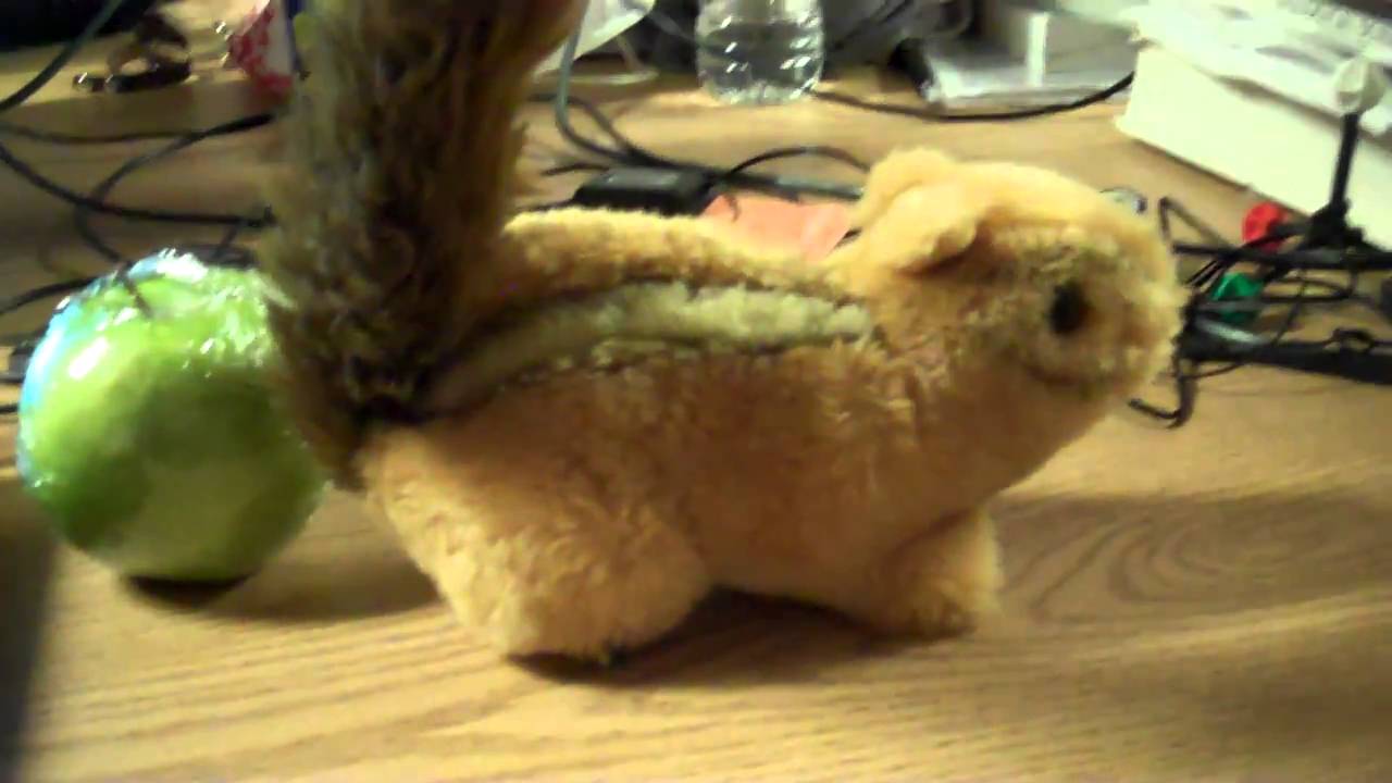 Squirrels Just Wanna Have Fun