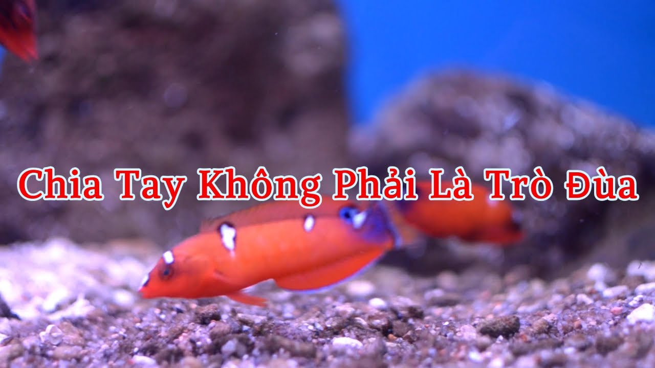 [Truyện audio] Chia Tay Không Phải Là Trò Đùa  ( Full )