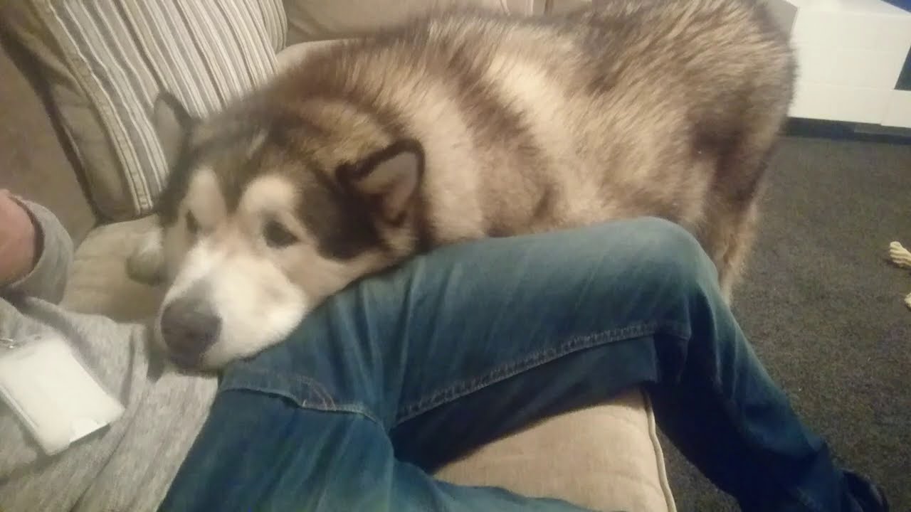 Cutest Dog Ever Begs For Food! (With Captions!!)