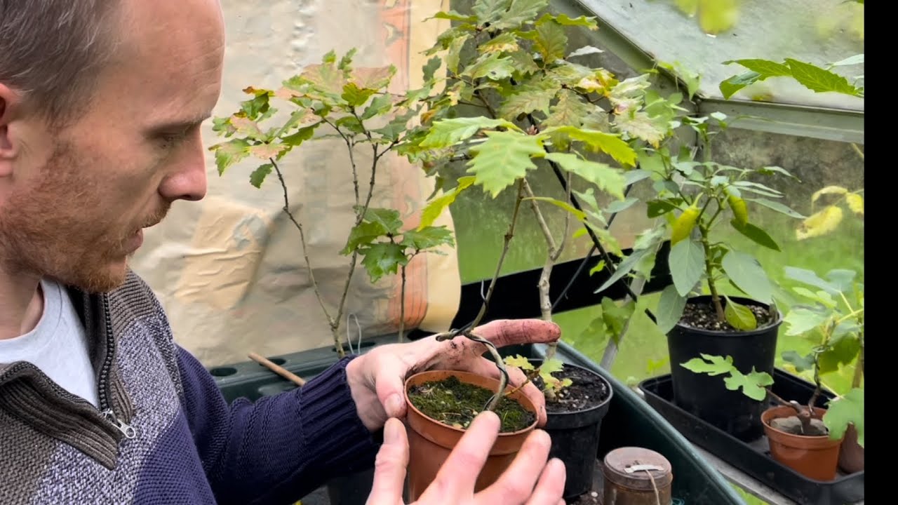 Starting Oak tree Bonsai from Seed ‘Acorns’