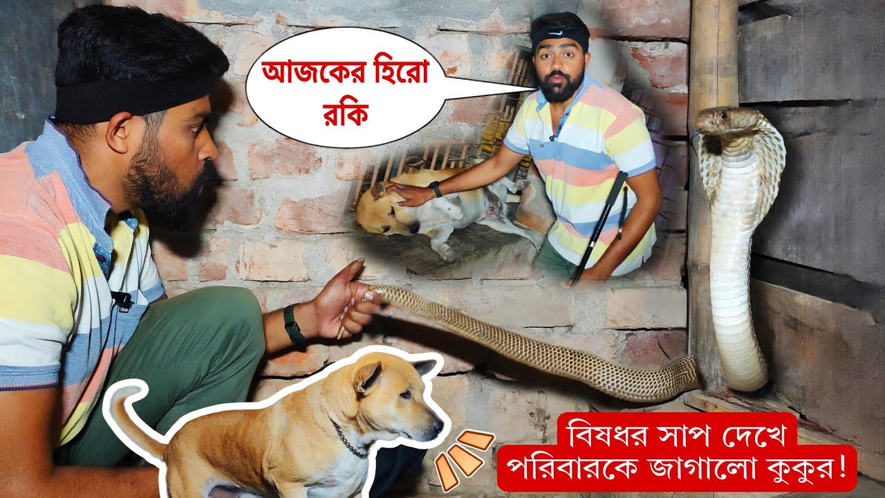 মাঝরাতে সাপের ছোবল থেকে পরিবারকে বাঁচালো দেশি কুকুর! বিরাট দুধে খরিস ধরতে গিয়ে হিমশিম খেয়ে গেলাম 🐍