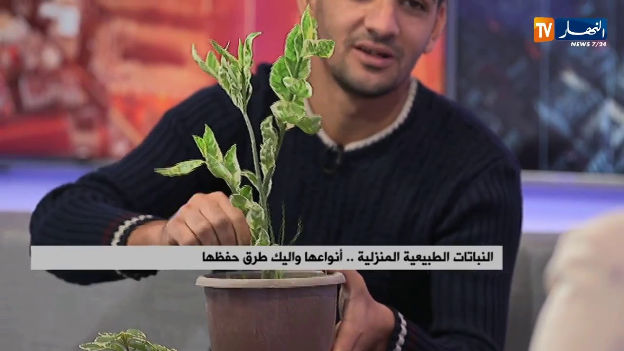 هذه هي النباتات الطبيعية الأكثر إقتناءا من الجزائريين