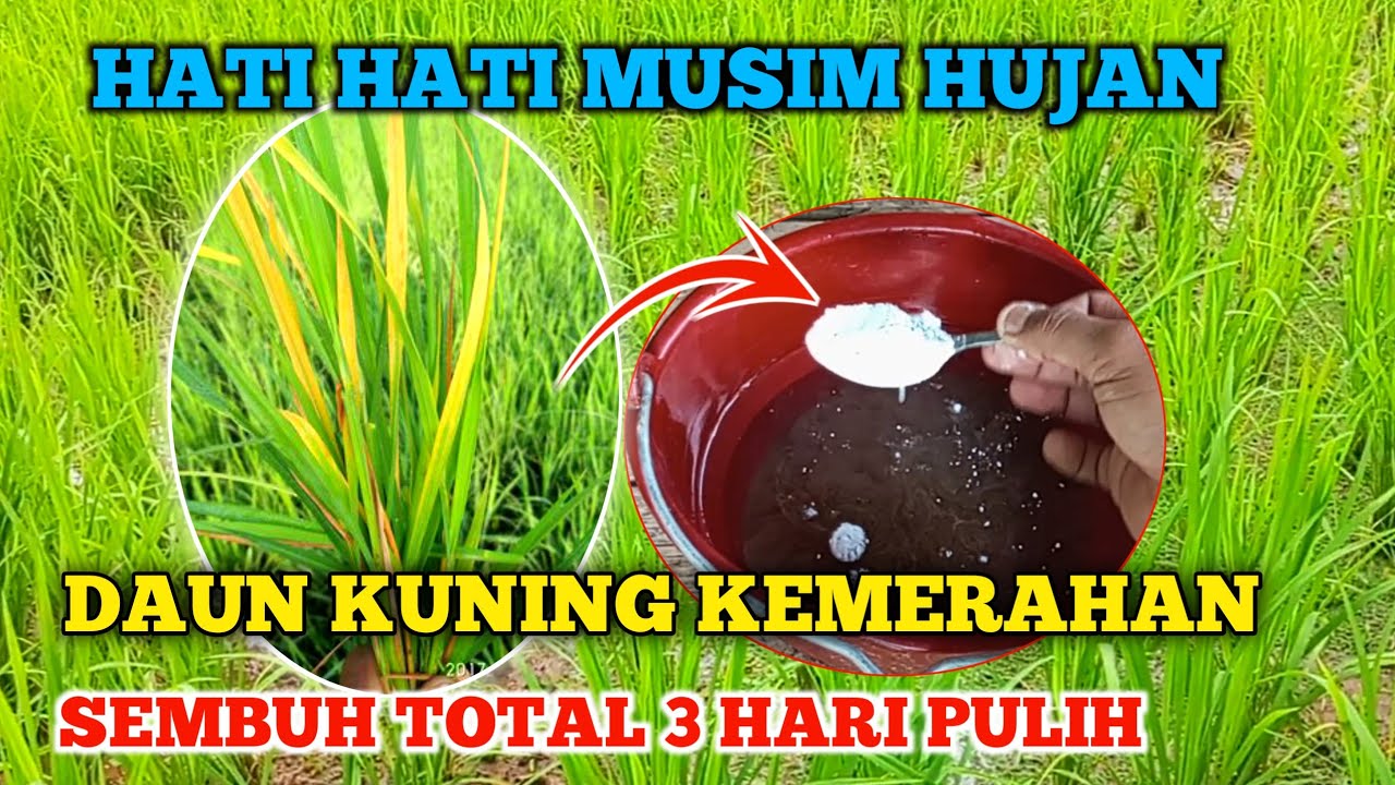 JUTAAN ORANG BELUM TAU..!!!CUKUP GUNAKAN INI Atasi daun padi kuning kemerahan